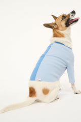 PET SHOKO SWEATER PERIWINKLE MULTI - STAUD for sale
