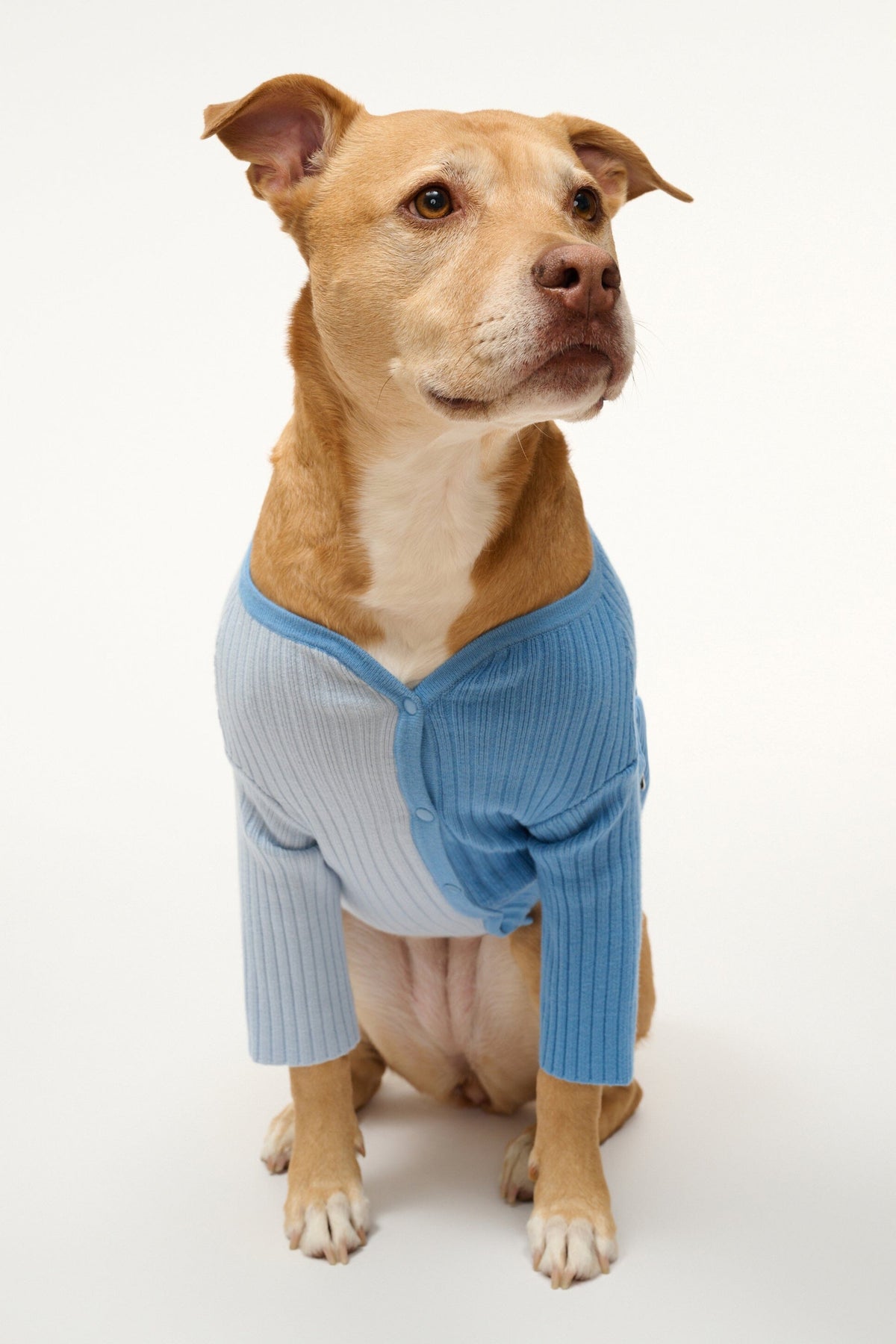 PET SHOKO SWEATER PERIWINKLE MULTI - STAUD for sale