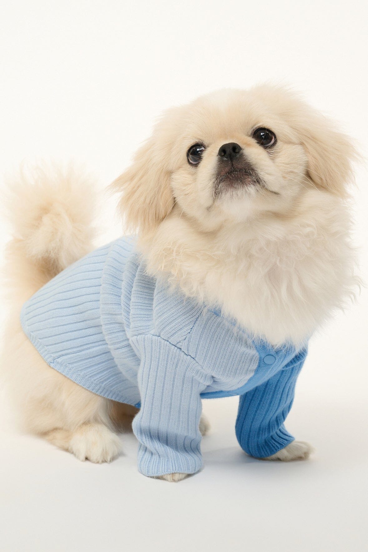 PET SHOKO SWEATER PERIWINKLE MULTI - STAUD for sale