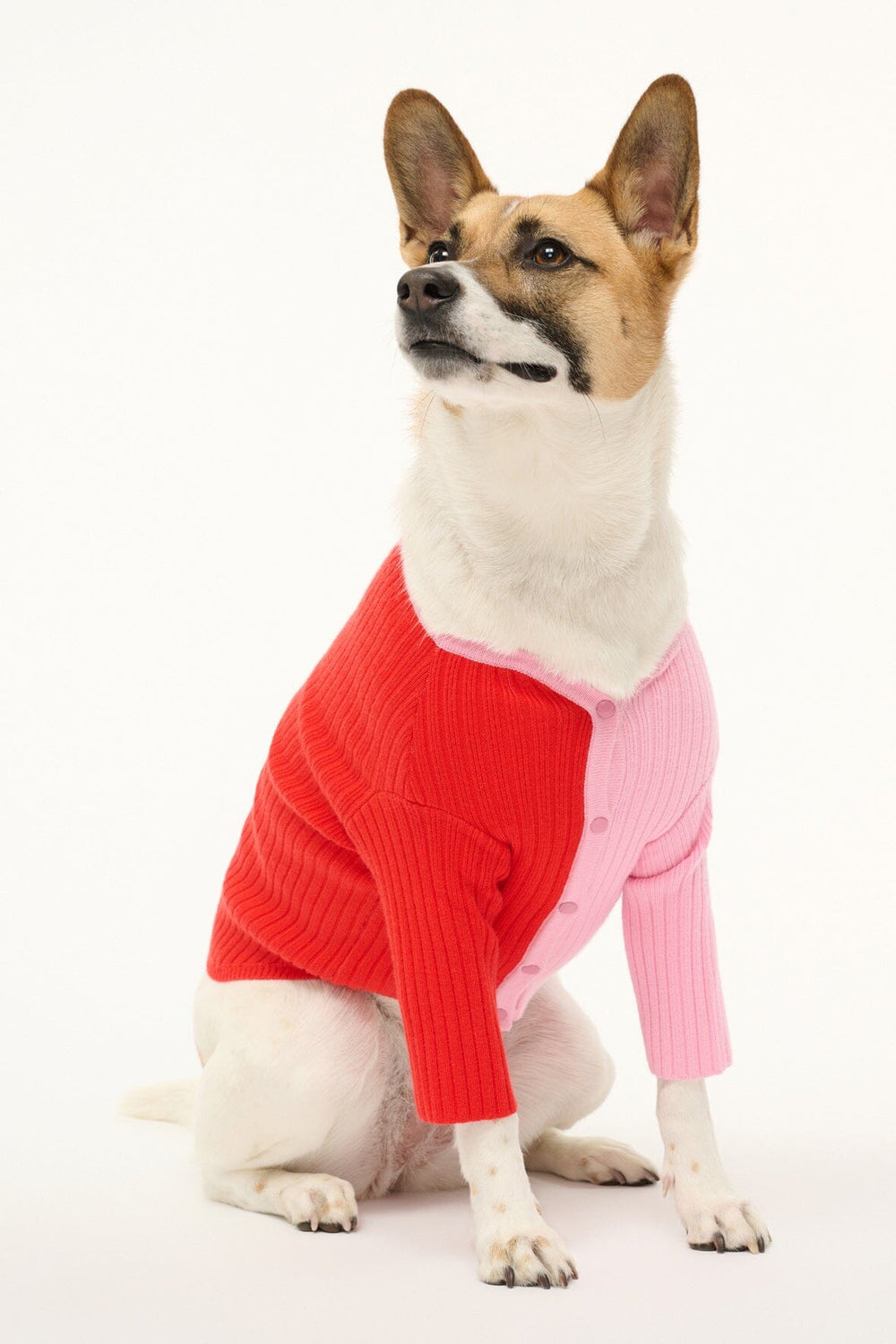 PET SHOKO SWEATER POPPY ROSEBUD - STAUD online