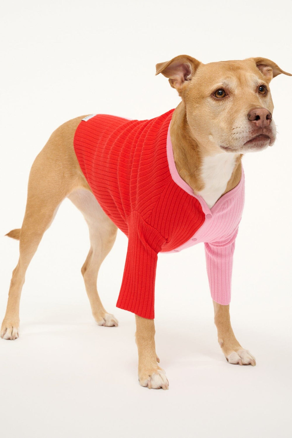 PET SHOKO SWEATER POPPY ROSEBUD - STAUD online